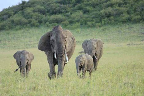 Baby-Mamas-and-the-Elephant-in-the-Room